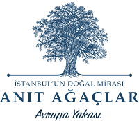 Avrupa Yakası Anıt Ağaçlar